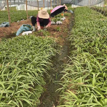 紫花三叉二年白芨驯化苗一年直播苗