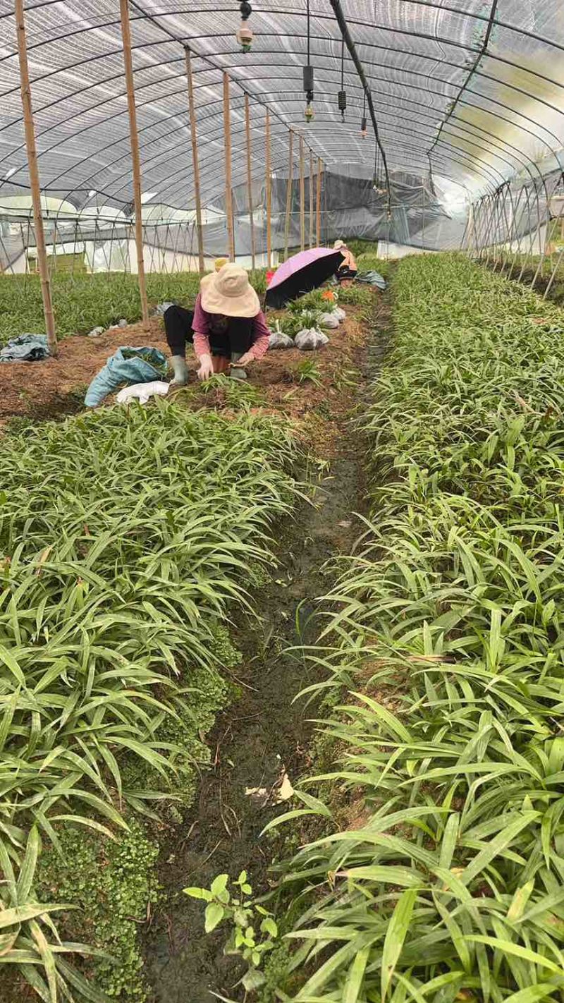 紫花三叉二年白芨驯化苗一年直播苗
