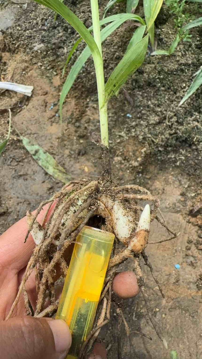 紫花三叉二年白芨驯化苗一年直播苗