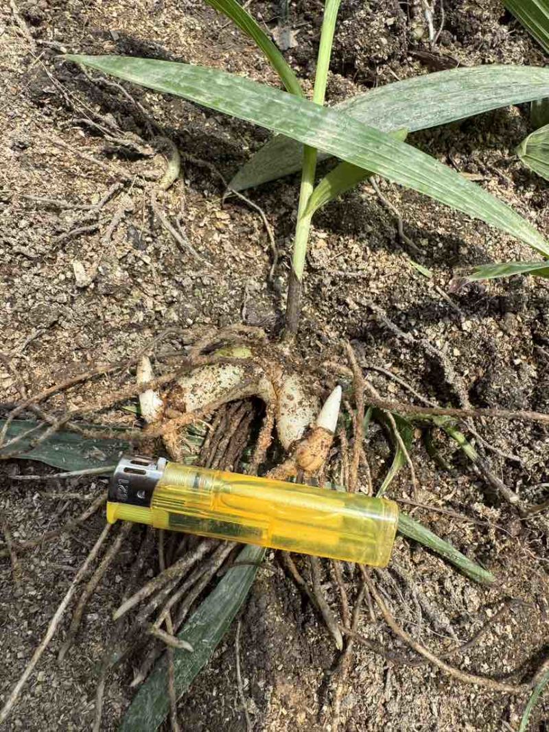 紫花三叉二年白芨驯化苗一年直播苗