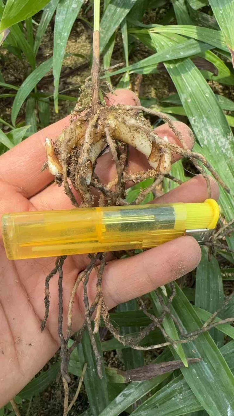紫花三叉二年白芨驯化苗一年直播苗
