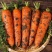 新疆胡萝卜产地直发