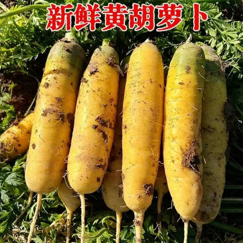 新疆胡萝卜产地直发