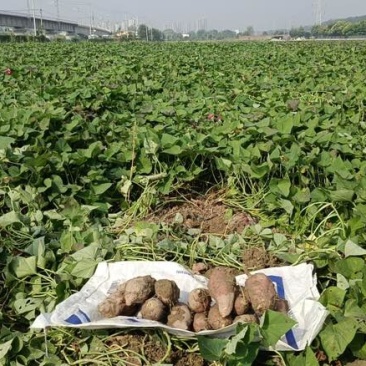 大批量红薯批发