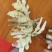 小黄姜