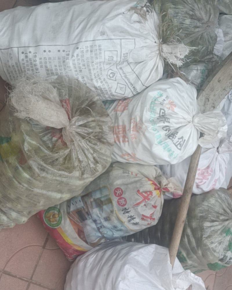 新鲜青皮核桃