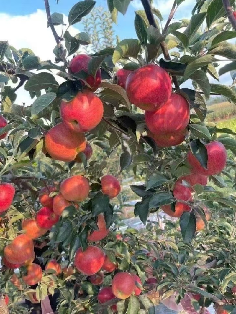 昭通丑苹果冰糖心红露苹果