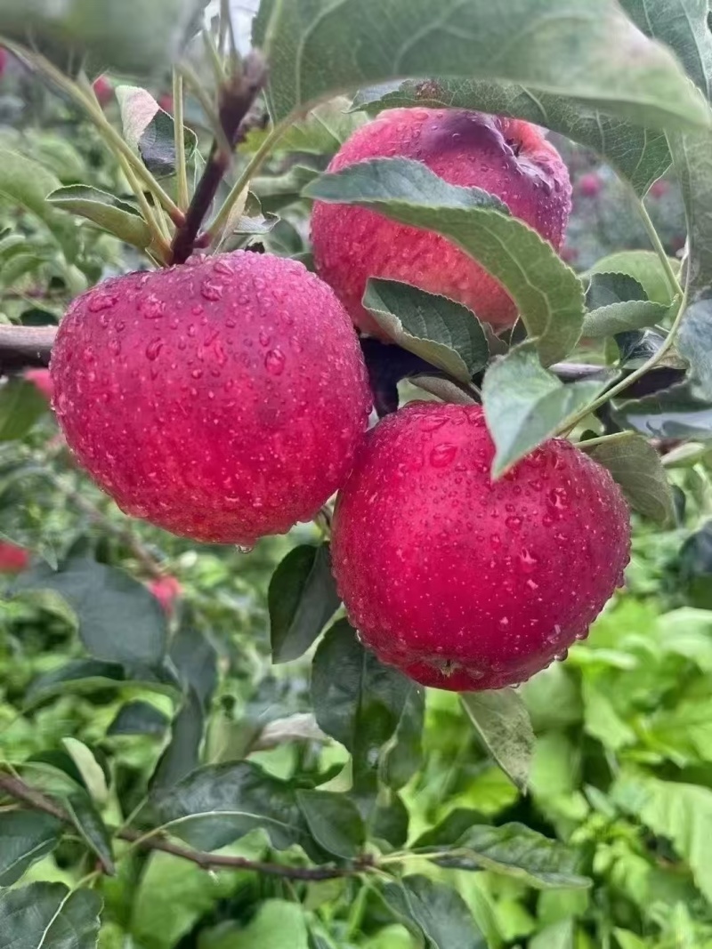 昭通丑苹果冰糖心红露苹果