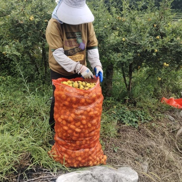刺梨
