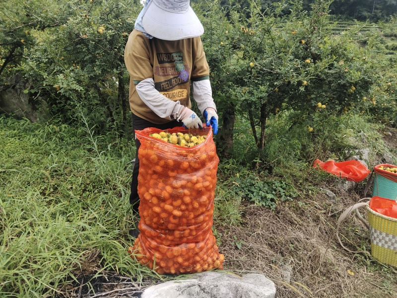 刺梨