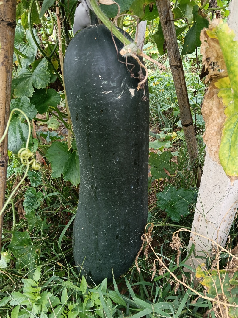 汉学1：1黑皮冬瓜