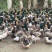 6.45斤，4000只，合浦，12字头