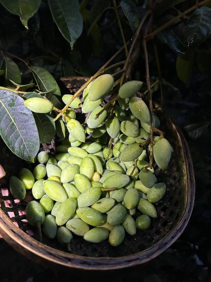 青橄榄