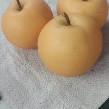 秋月梨