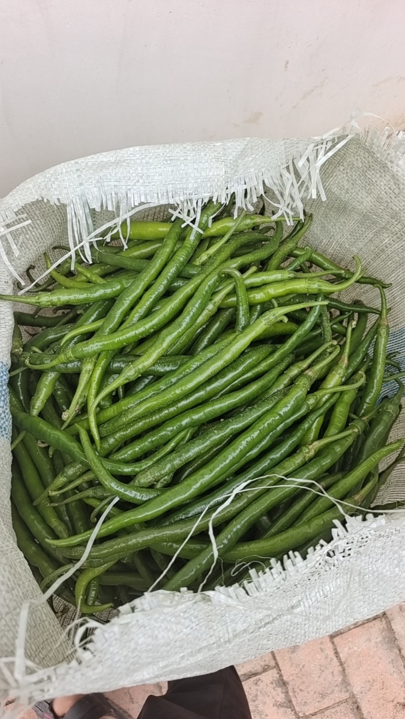 产地直供3号线椒