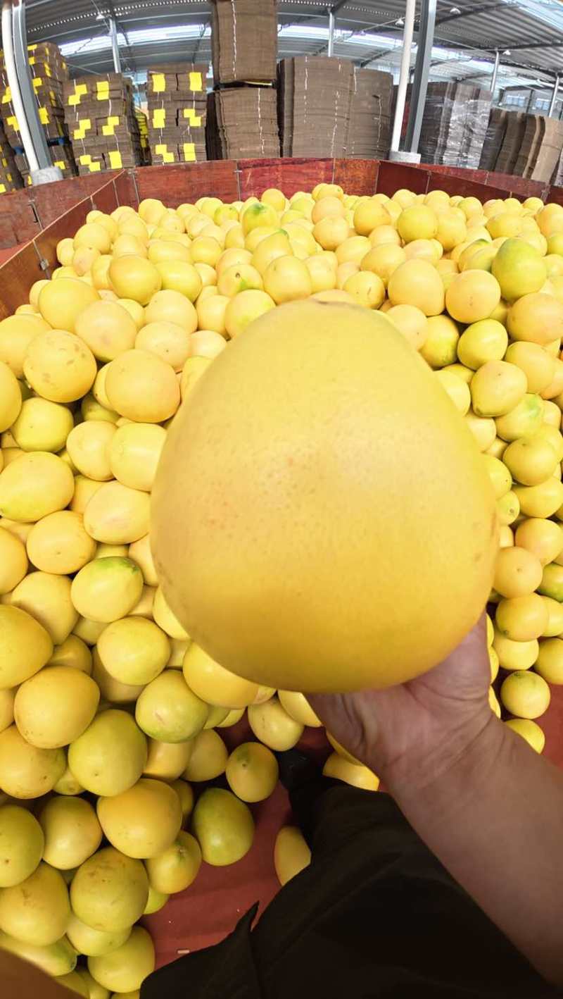 平和蜜柚