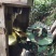 土蜂蜜