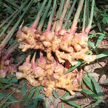 各种蔬菜