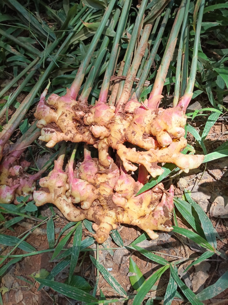 各种蔬菜