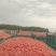 辣椒:保银829、石辣、草蕾椒、酱椒、甜椒(青椒、红椒