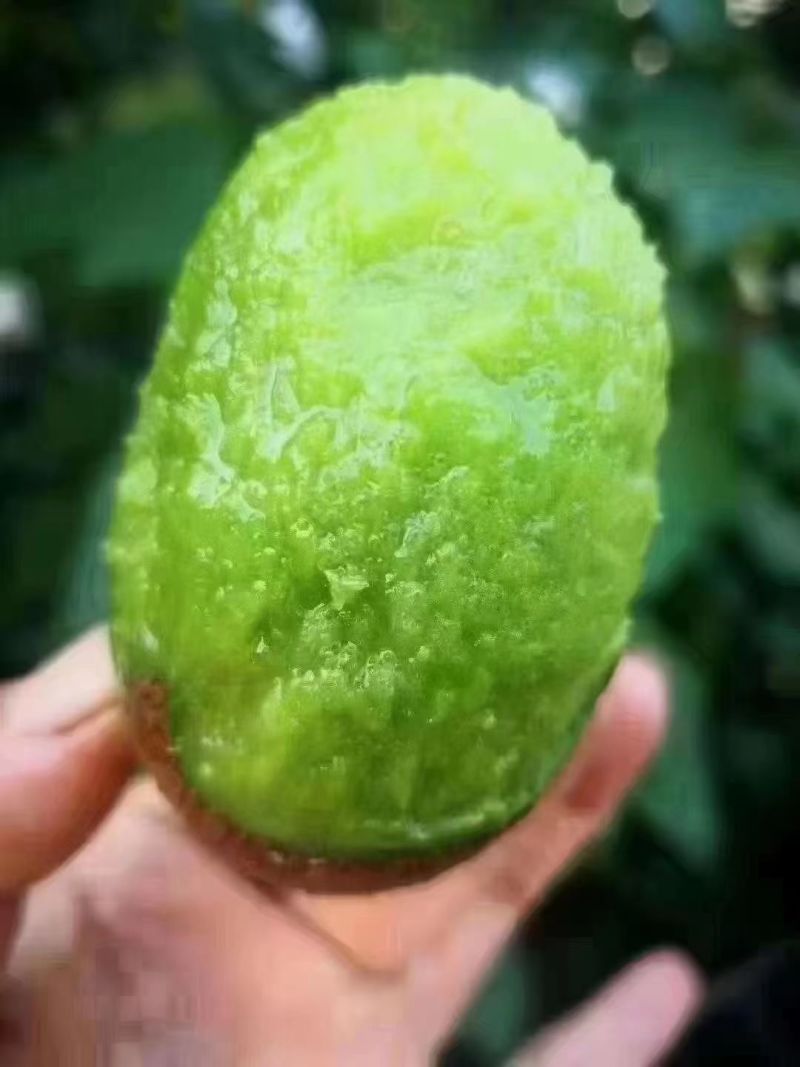 周至猕猴桃