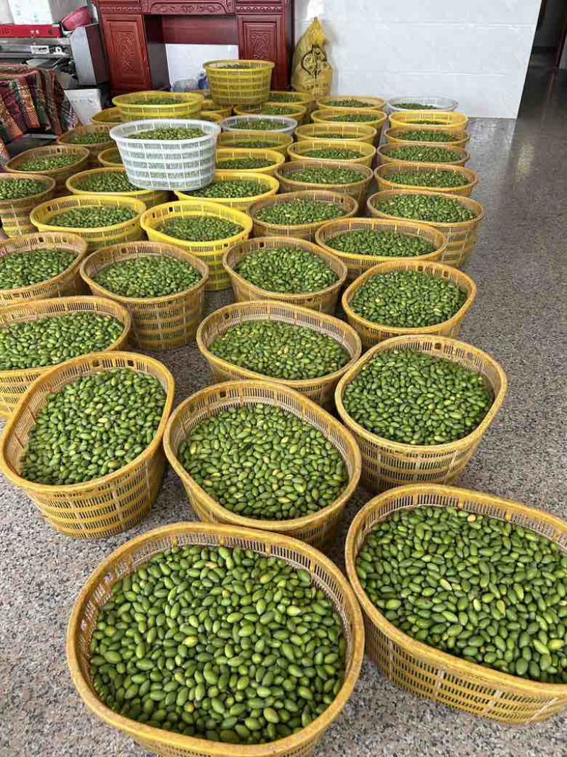 精品青橄榄