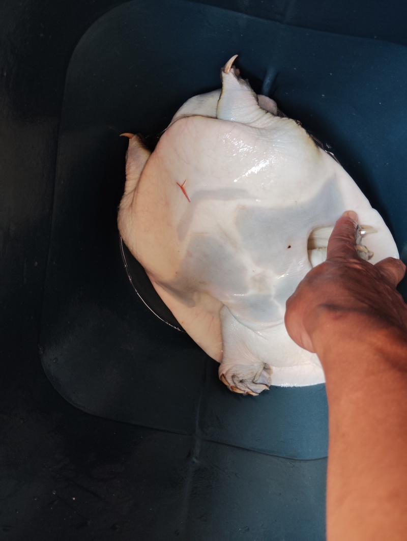 甲鱼
