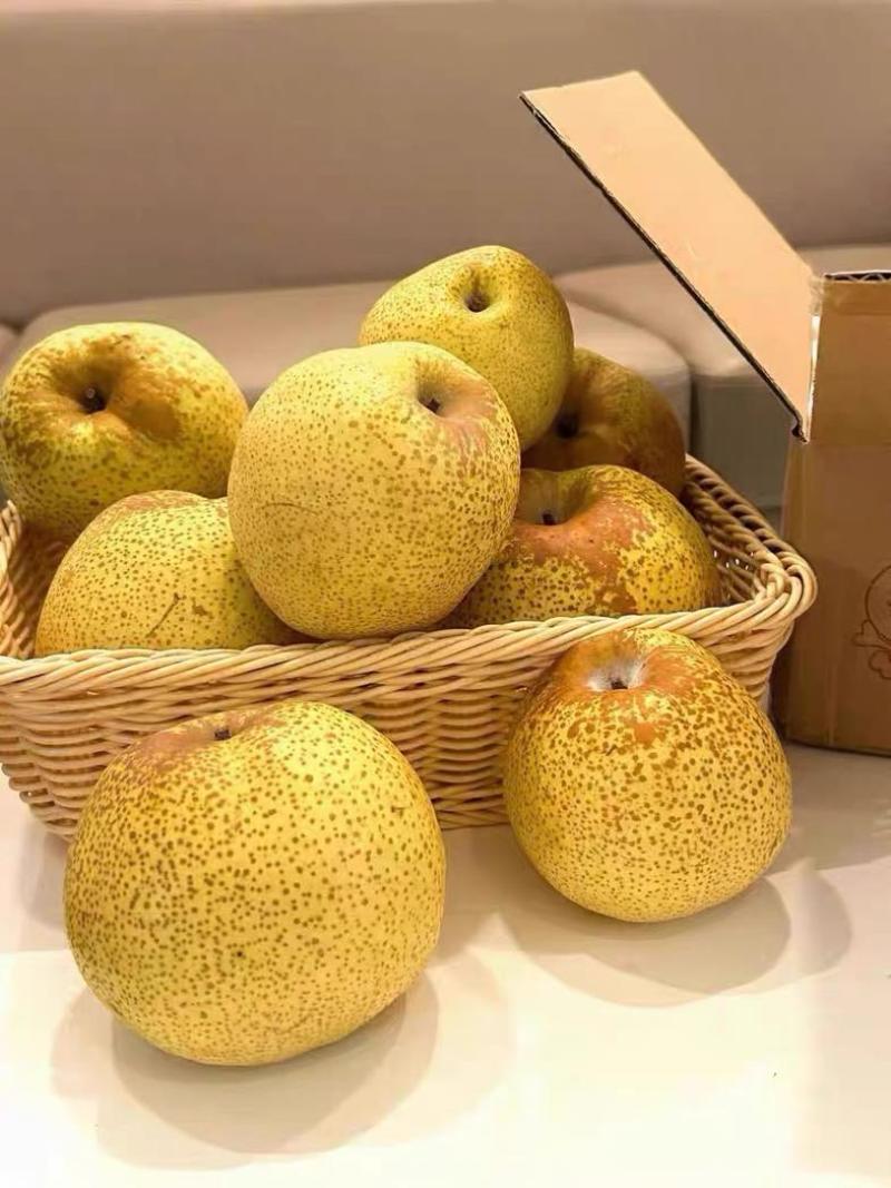 陕西酥梨