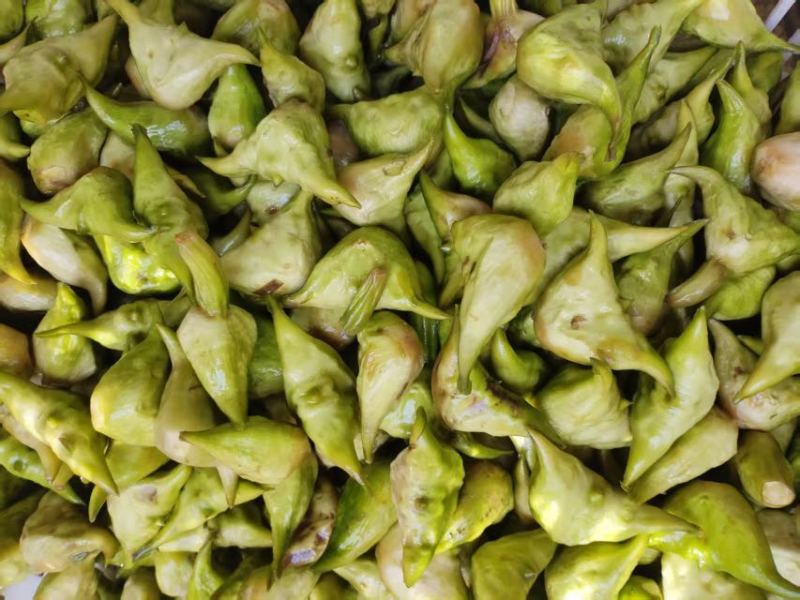 菱角