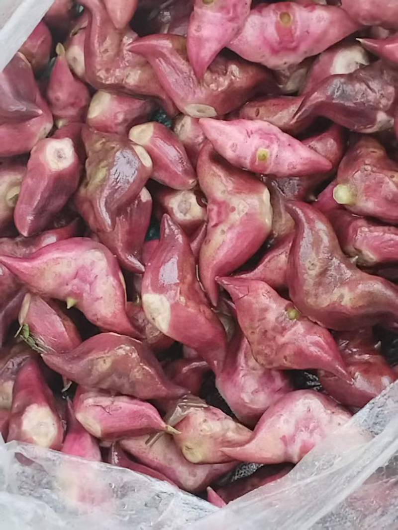 菱角