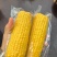 速冻真空玉米产地直销黑龙江黄玉米糯玉米可视频看货