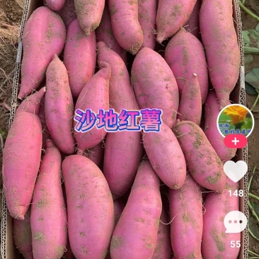 精品红薯西瓜红