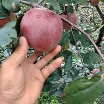 盐源苹果红将军