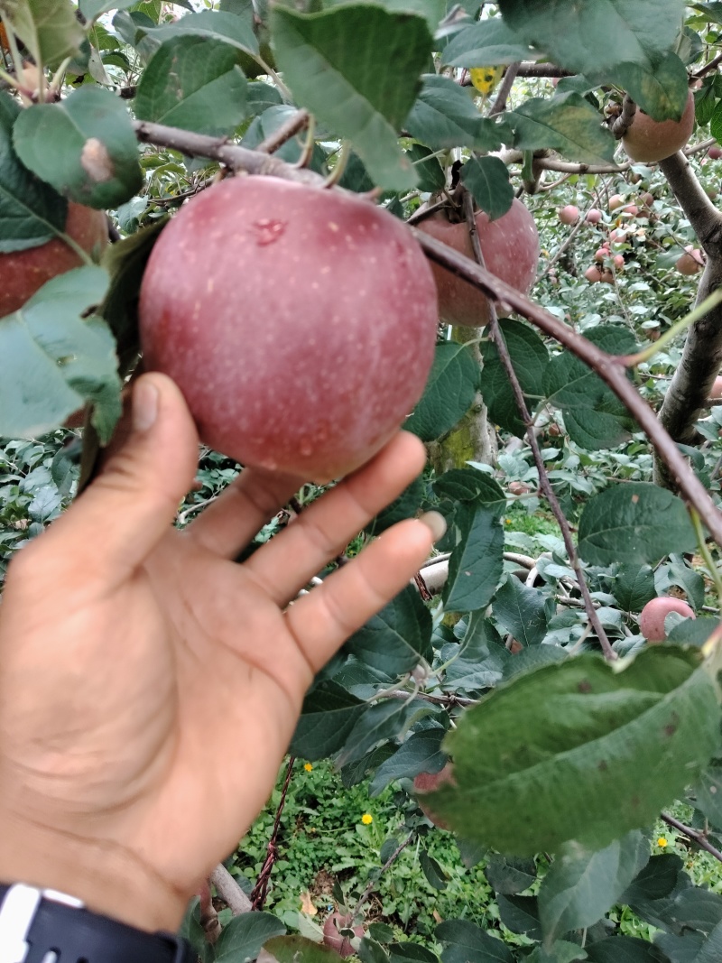 盐源苹果红将军
