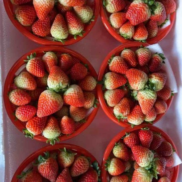 草莓🍓酸甜可口有货下单👌