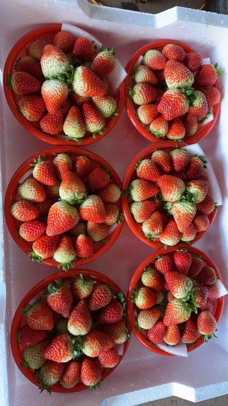 草莓🍓酸甜可口有货下单👌