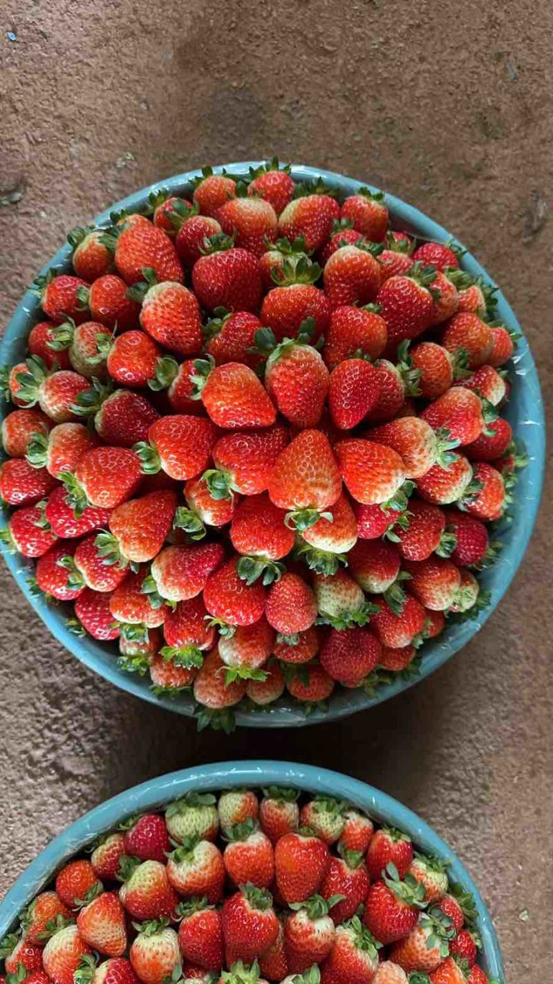 草莓🍓酸甜可口有货下单👌