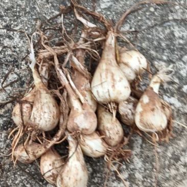 \自家种花荞头种苗