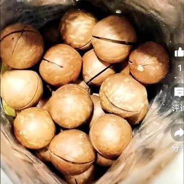 夏威夷果精品货、大量现货