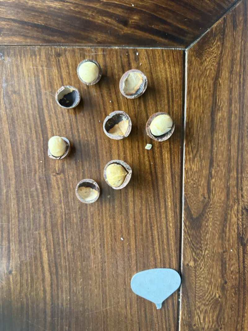 夏威夷果电商货、各种规格、支持代发