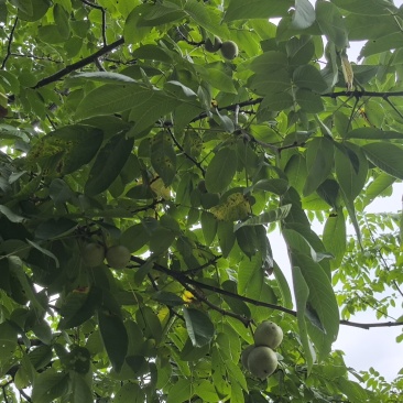 核桃