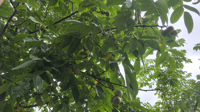 核桃
