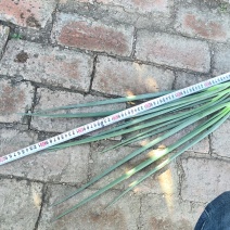 怀德香葱