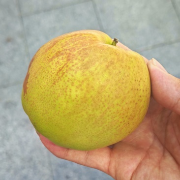 玉露香梨