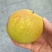 玉露香梨