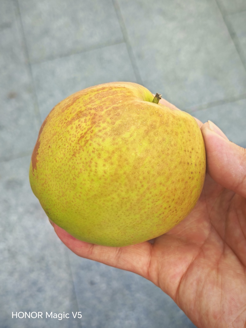 玉露香梨