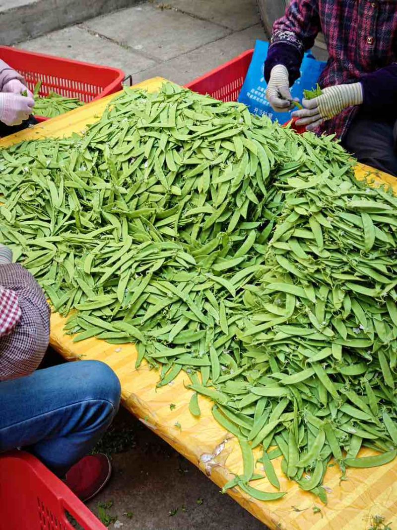 最近荷兰豆价格下降有需要的老板可以联系了一级货源全年供应