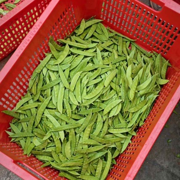 最近荷兰豆价格下降有需要的老板可以联系了一级货源全年供应