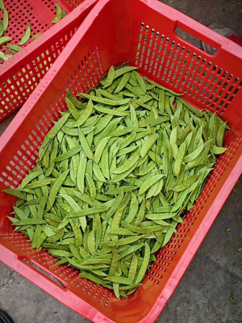 最近荷兰豆价格下降有需要的老板可以联系了一级货源全年供应