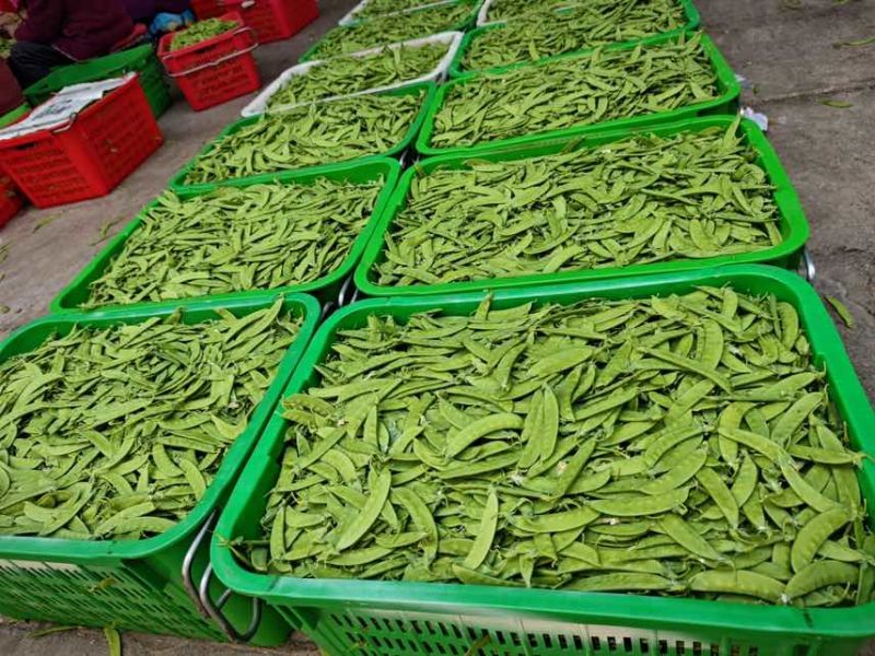 最近荷兰豆价格下降有需要的老板可以联系了一级货源全年供应